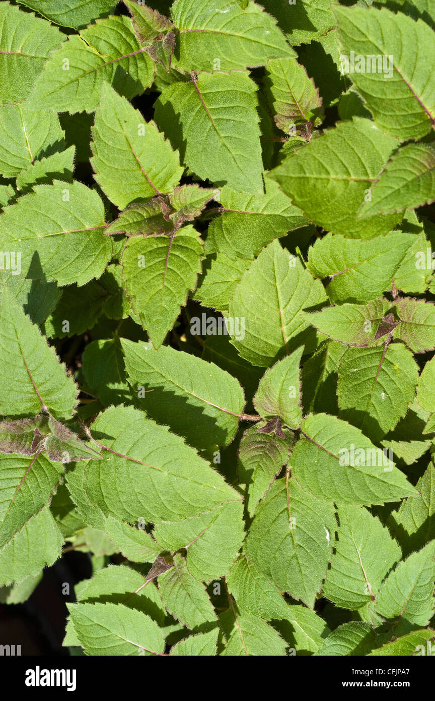 Verde, giovani Fogliame, foglie di Bee Balsamo, Monarda didyma Foto Stock