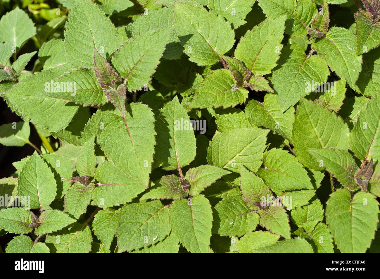 Verde, giovani Fogliame, foglie di Bee Balsamo, Monarda didyma Foto Stock