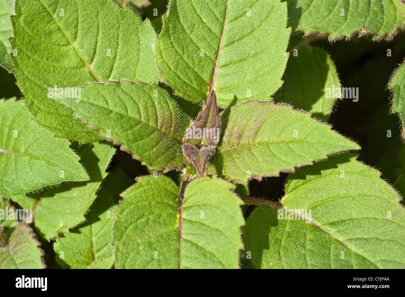Verde, giovani Fogliame, foglie di Bee Balsamo, Monarda didyma Foto Stock