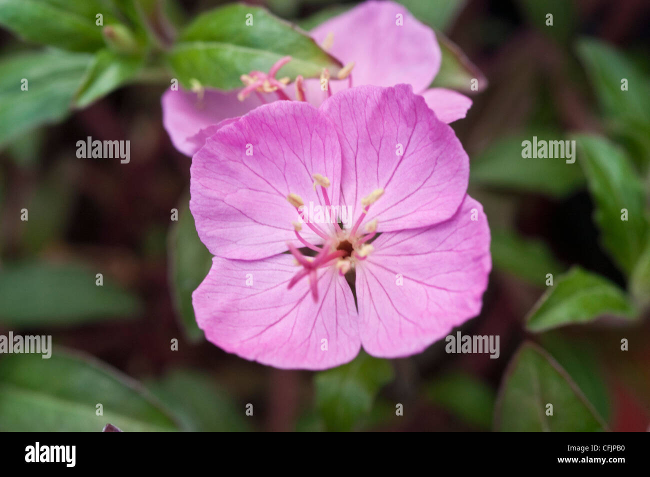 Rosa fiori magenta di Oenothera incandescente Magenta Foto Stock