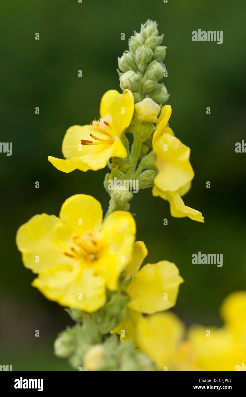 Fiori gialli di comune Mullein, Molène thapsus, Scrophulariaceae Foto Stock