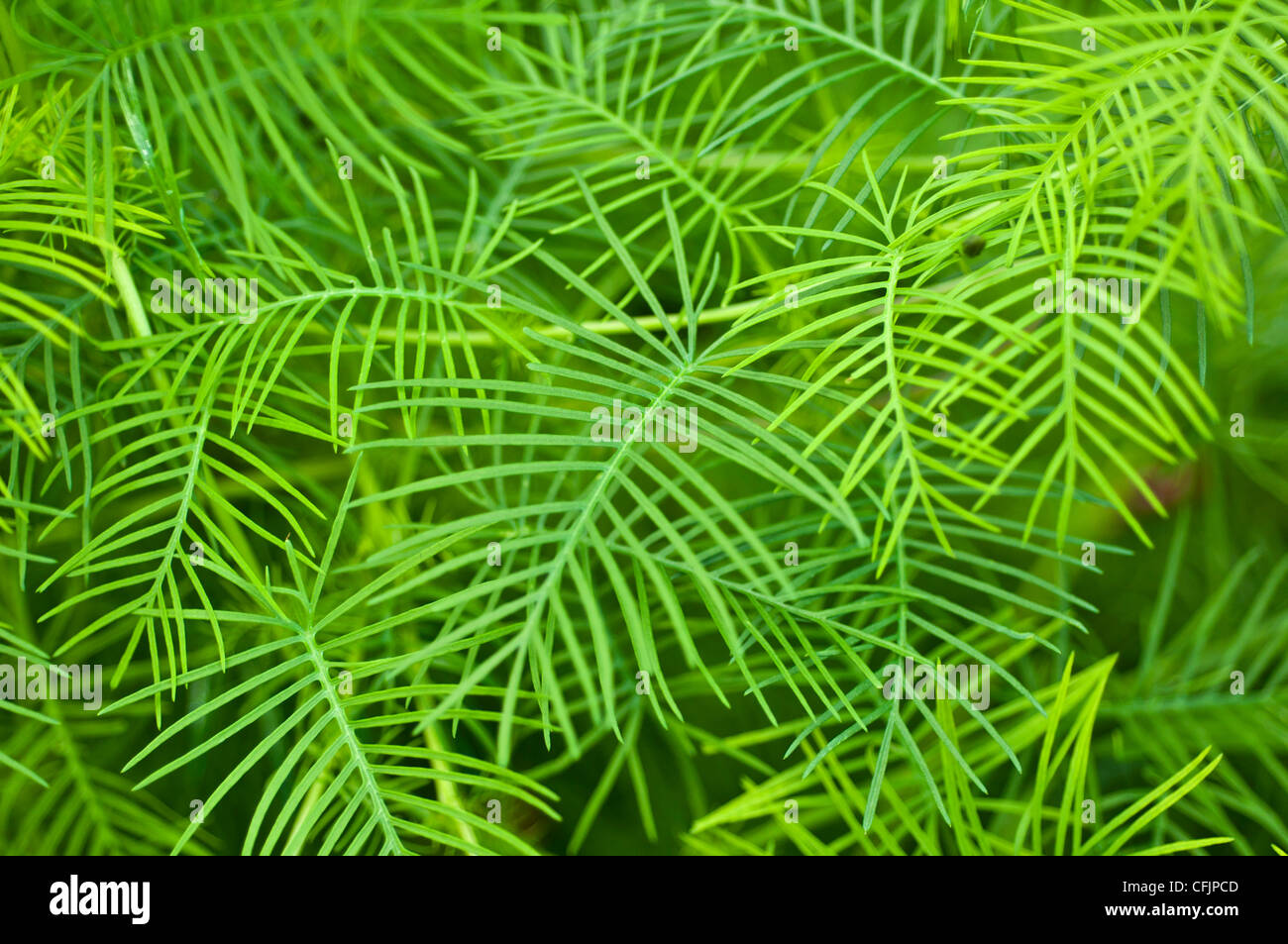 Primo piano del vivace fogliame verde di Phlox strisciante, Phlox Subulata V Tamaongalei, nella famiglia delle Polemoniaceae. Foglie dense simili ad aghi. Foto Stock