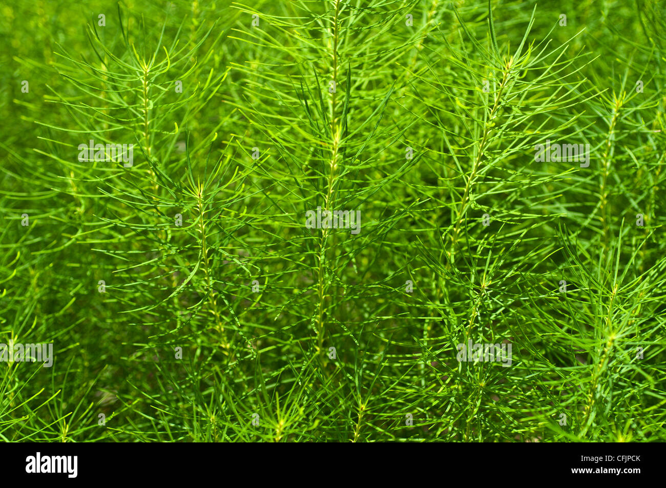Il verde delle foglie di Amsonia Hubrichtii, Threadleaf bluestar Foto Stock