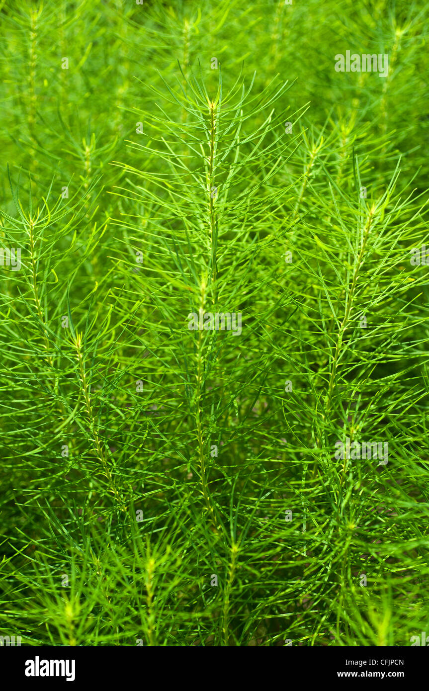 Il verde delle foglie di Amsonia Hubrichtii, Threadleaf bluestar Foto Stock