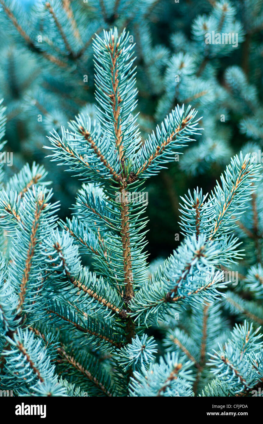 Conifere blu del blu Coloado Abete, picea Pungens v Corbet, Pinaceae Foto Stock