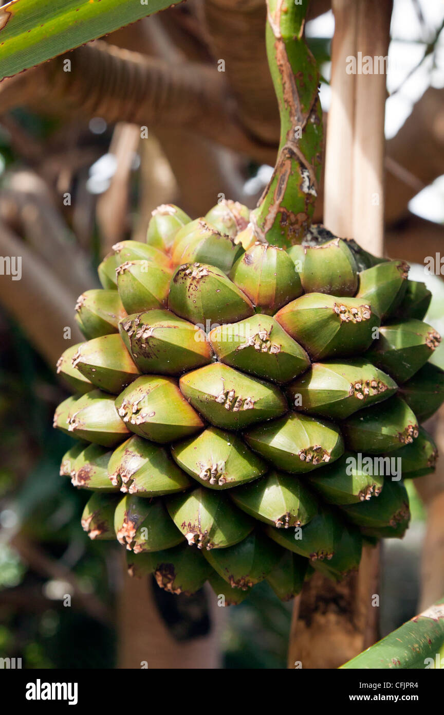 Close-up la cattura del Thatch Screwpine la frutticoltura in Bermuda Foto  stock - Alamy