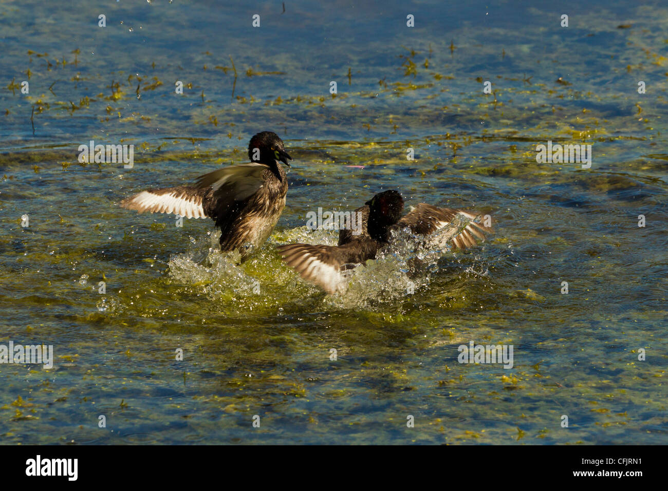 Svasso australiano. Tachybaptus novaehollandiae Foto Stock