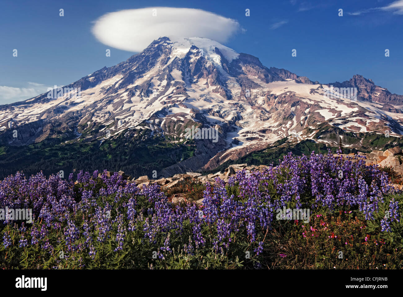 Estate fioriture di lupino lungo il Plummer cresta Picco come una nube lenticolare forme over Washington il picco più alto, il Monte Rainier. Foto Stock