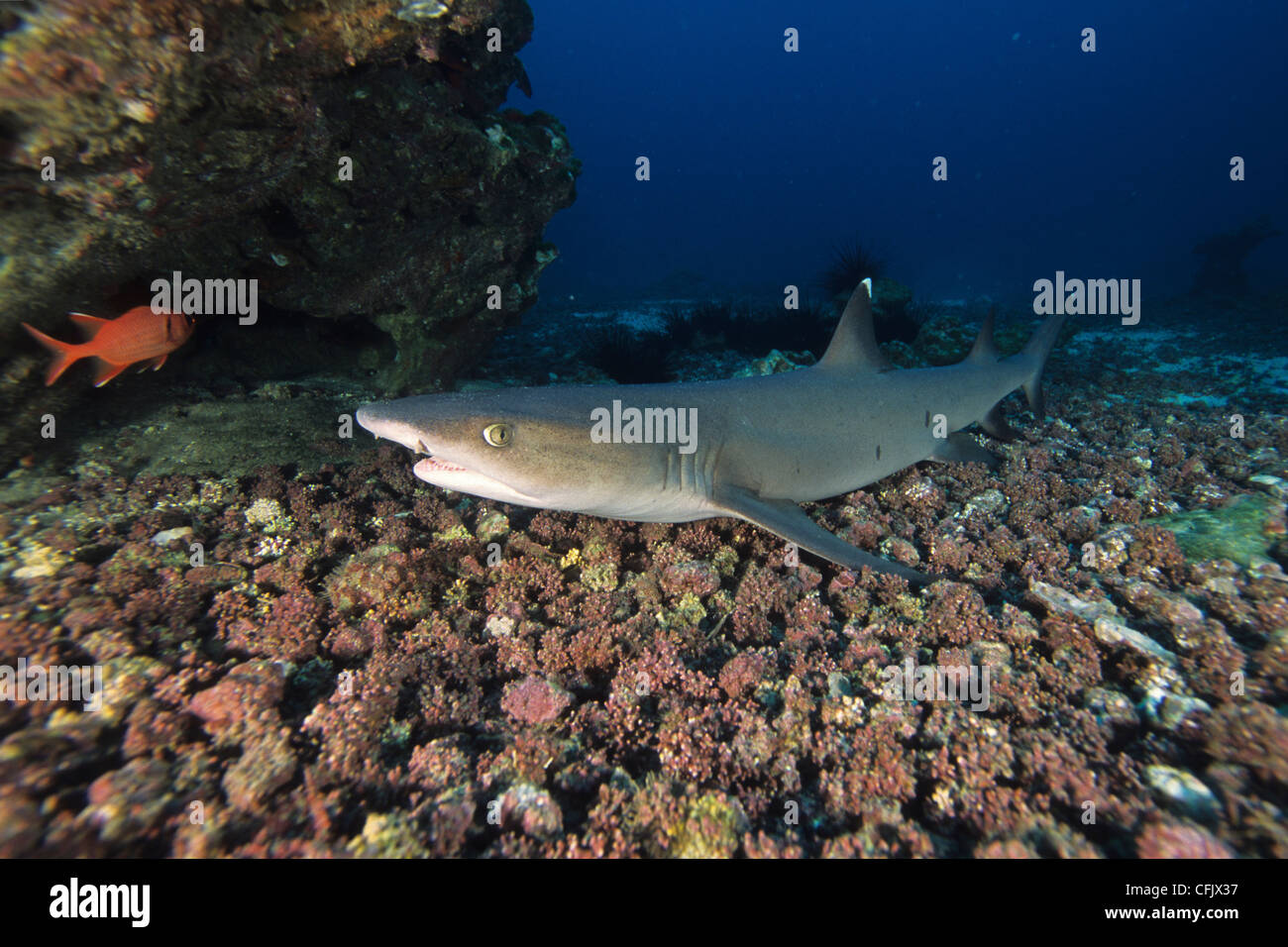 Whitetip reef shark, Cocos Island, Parco nazionale, patrimonio mondiale naturale, Costa Rica, Oriente Oceano Pacifico Foto Stock