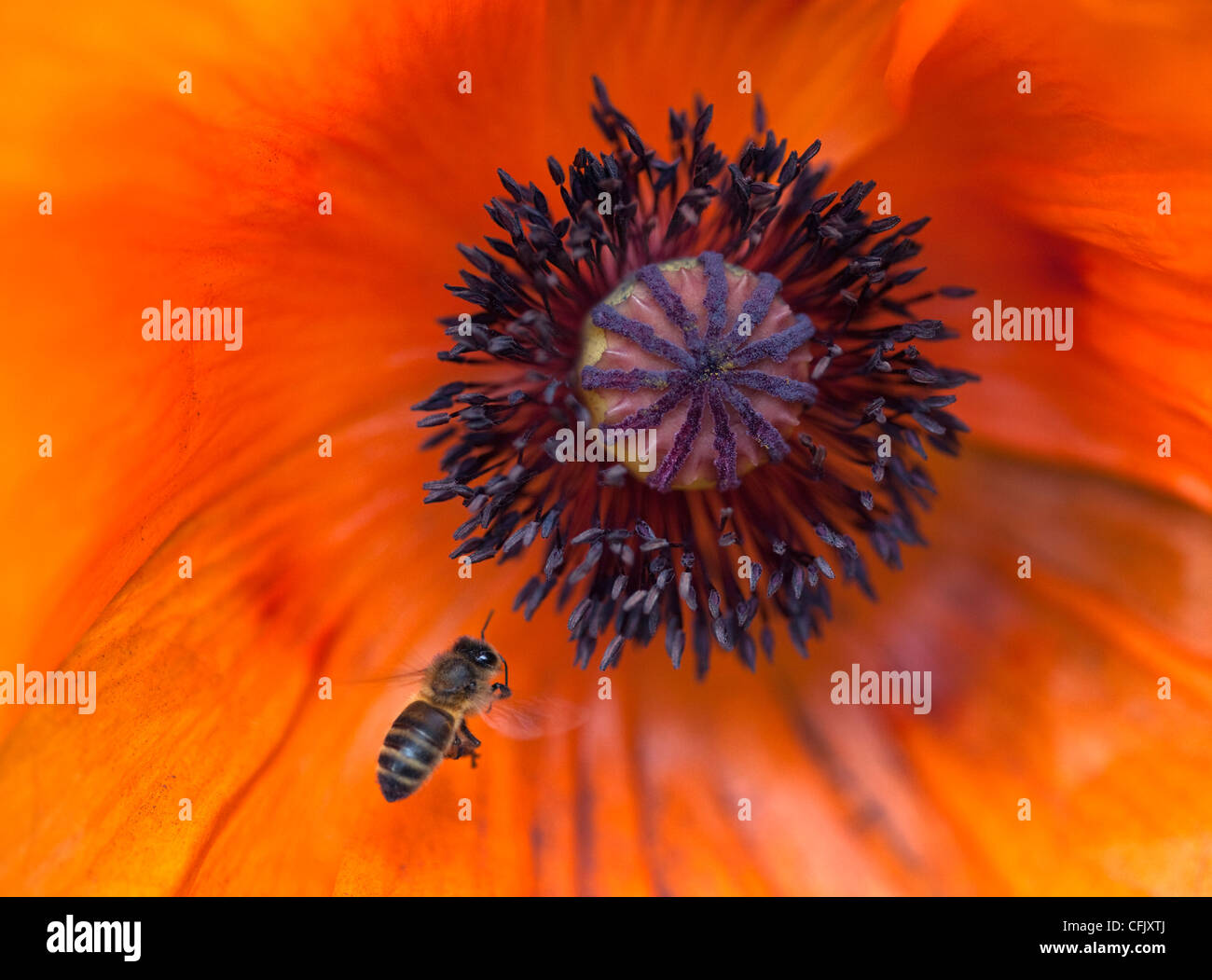 Orange Oriental papavero e miele delle api (Papaver orientalis) Foto Stock