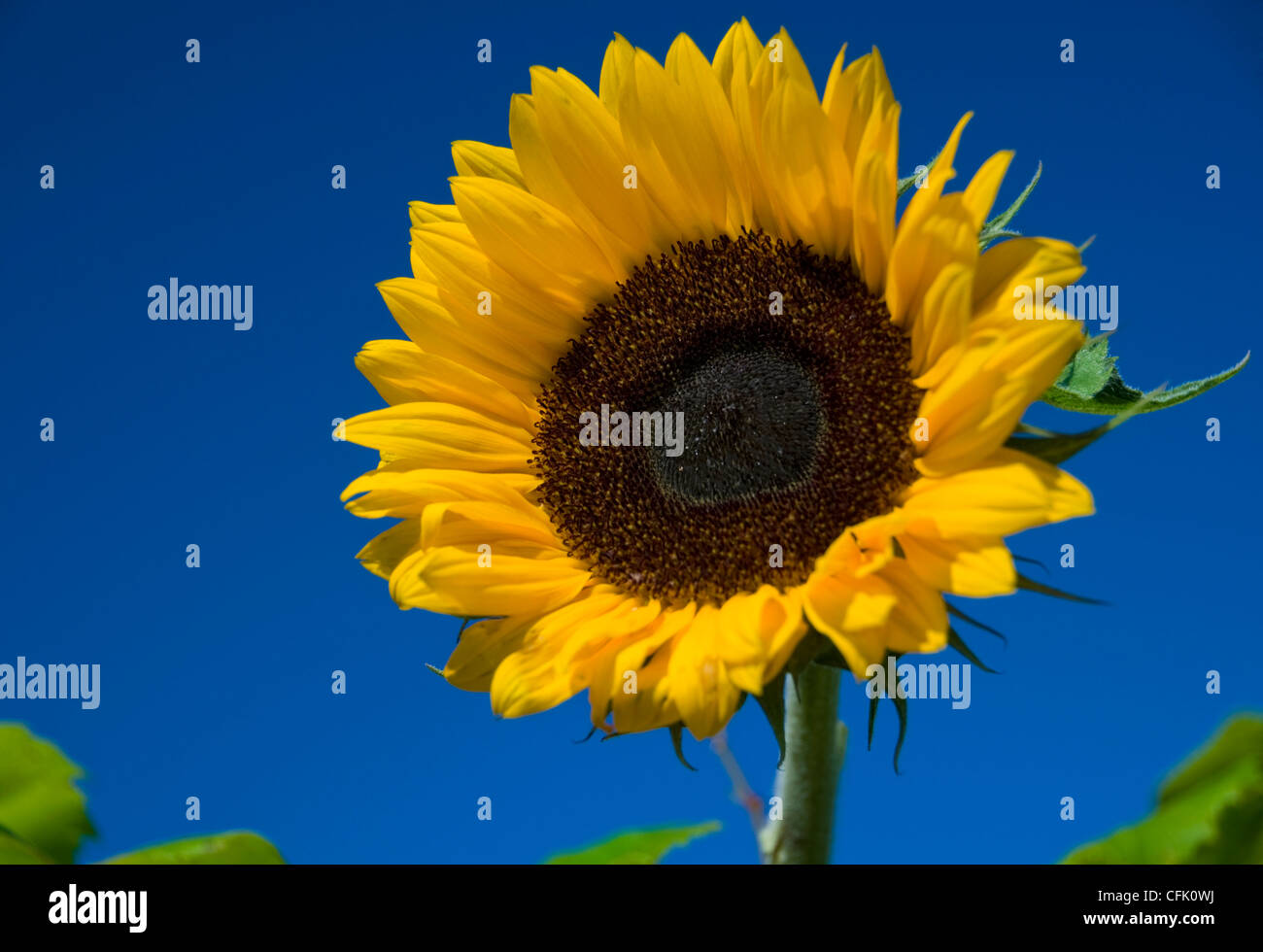 Un girasole contrastato contro un profondo cielo blu Foto Stock