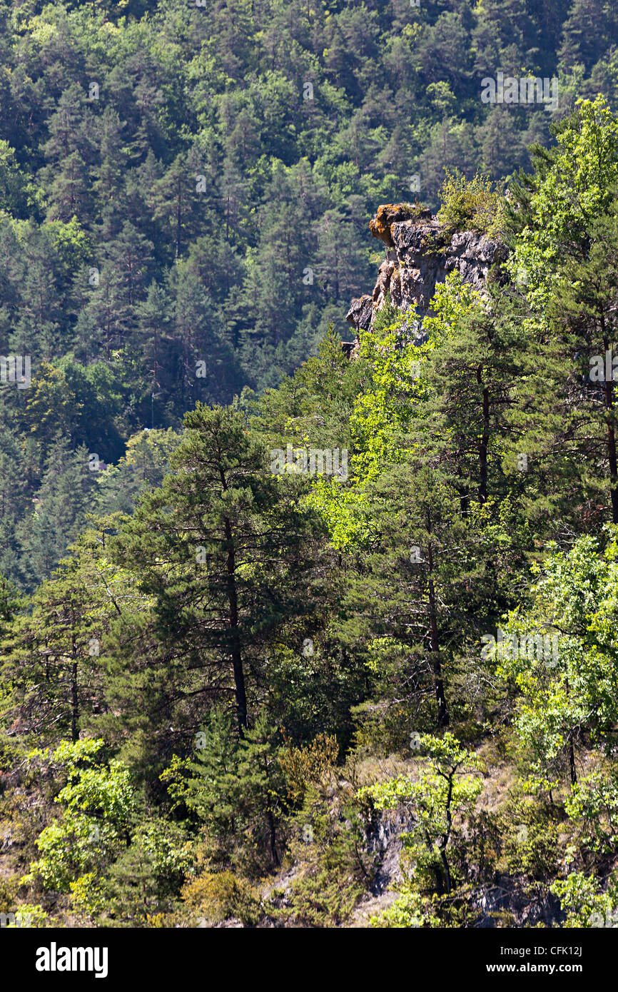 Boscose pendici delle Gorges de la Jonte, Cevennes, Francia Foto Stock