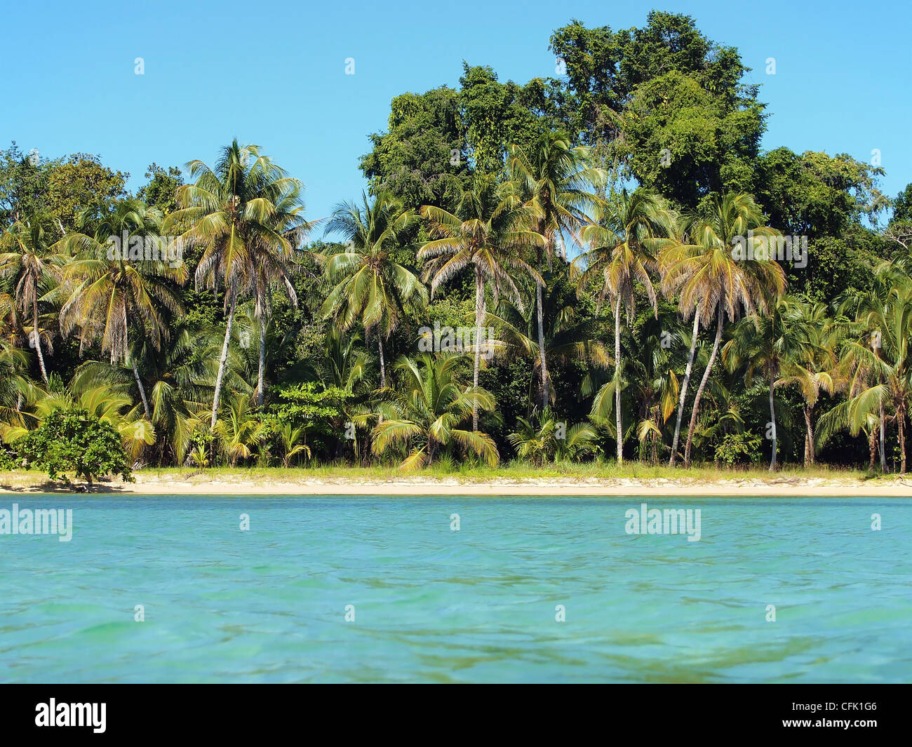 Sandy mare con vegetazione tropicale della costa dei Caraibi Foto Stock