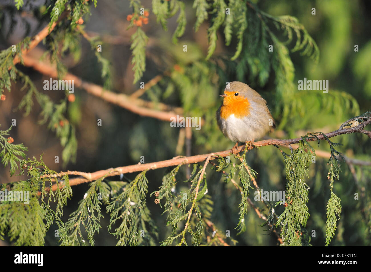 Unione robin (Erithacus rubecula) appollaiato in un albero di pino Foto Stock