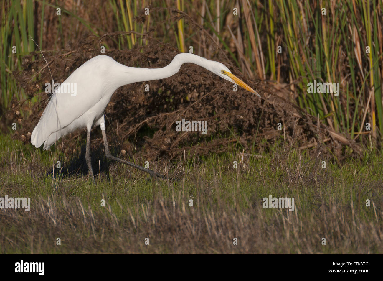 Airone bianco maggiore (Adrea alba) stalking preda Sacramento Valley Wildlife Refuge, California settentrionale. Foto Stock