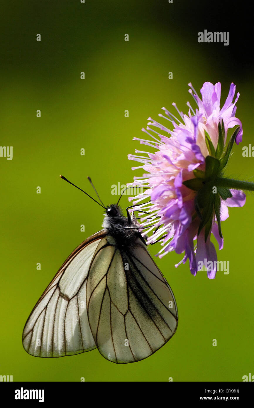 Nero-bianco venato butterfly su un campo di fiori scabious Foto Stock