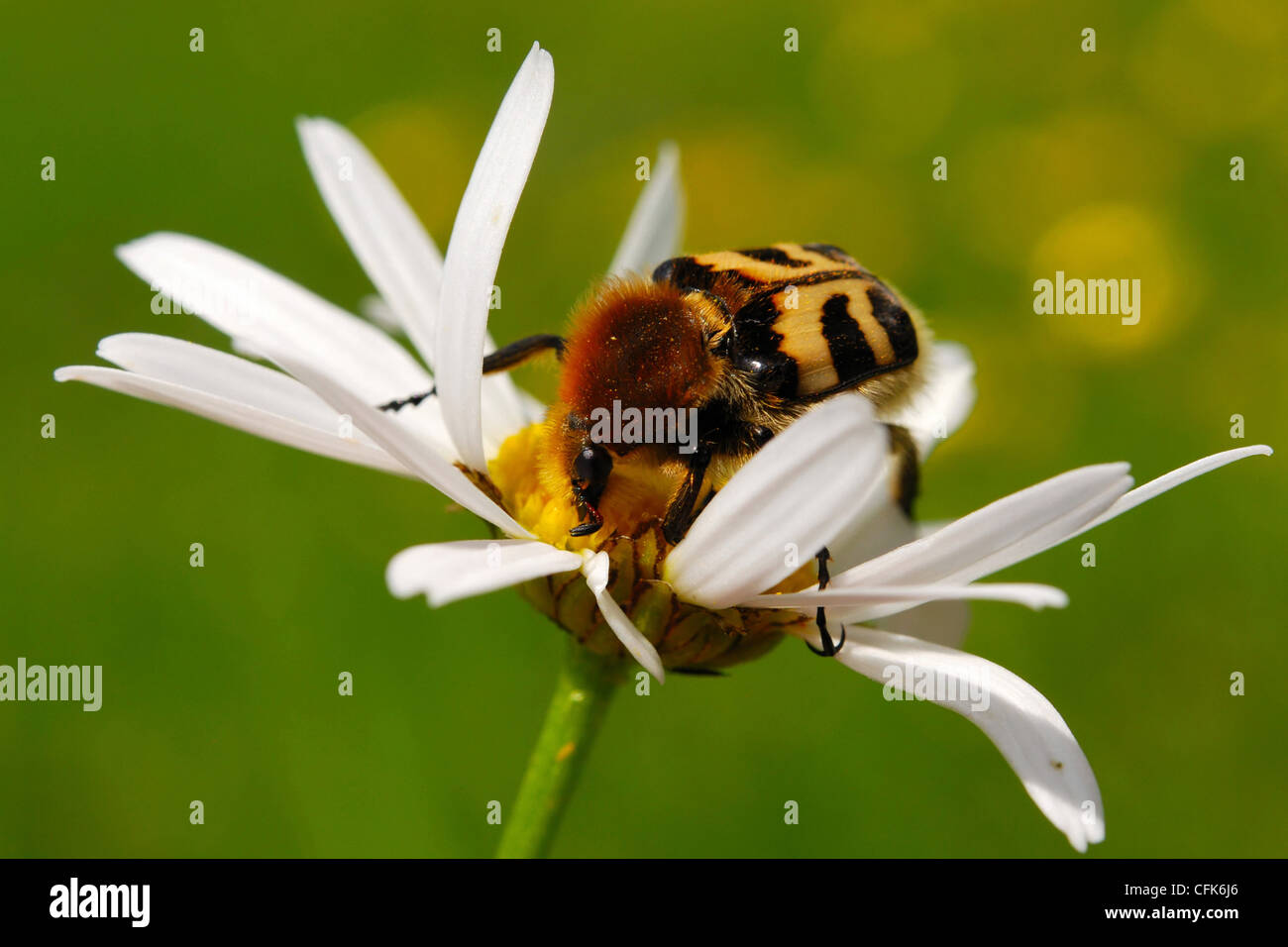 Bee beetle (Trichius fasciatus) su un fiore di camomilla mais Foto Stock