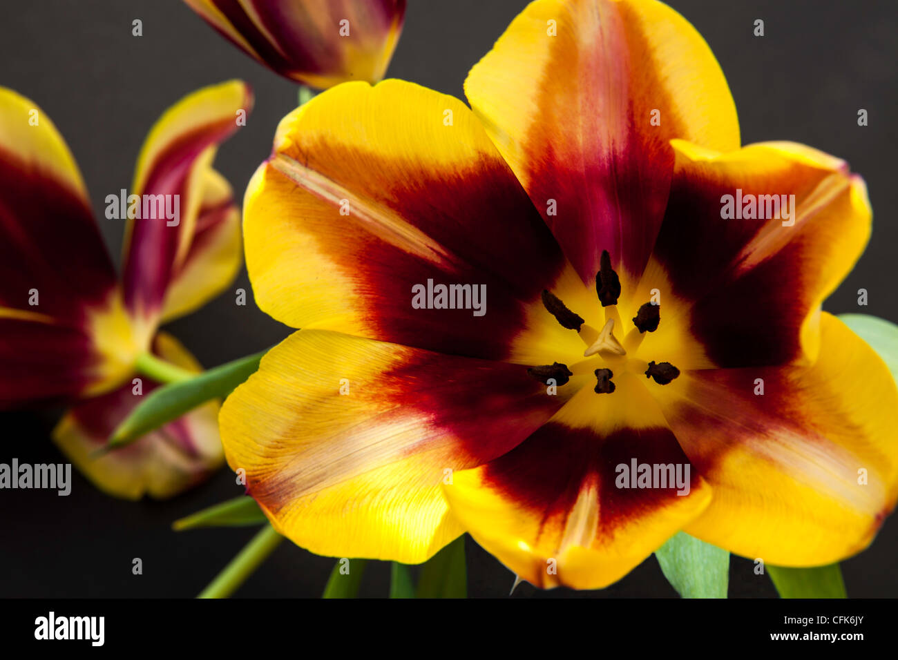 Studio di tulipano Foto Stock