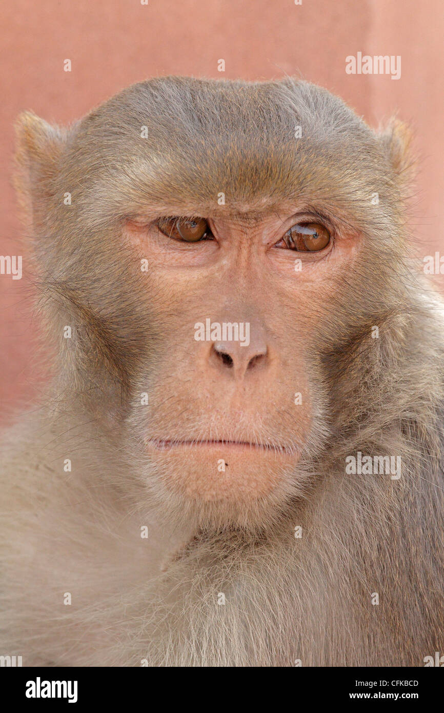 Macaco Rhesus Monkey Foto Stock