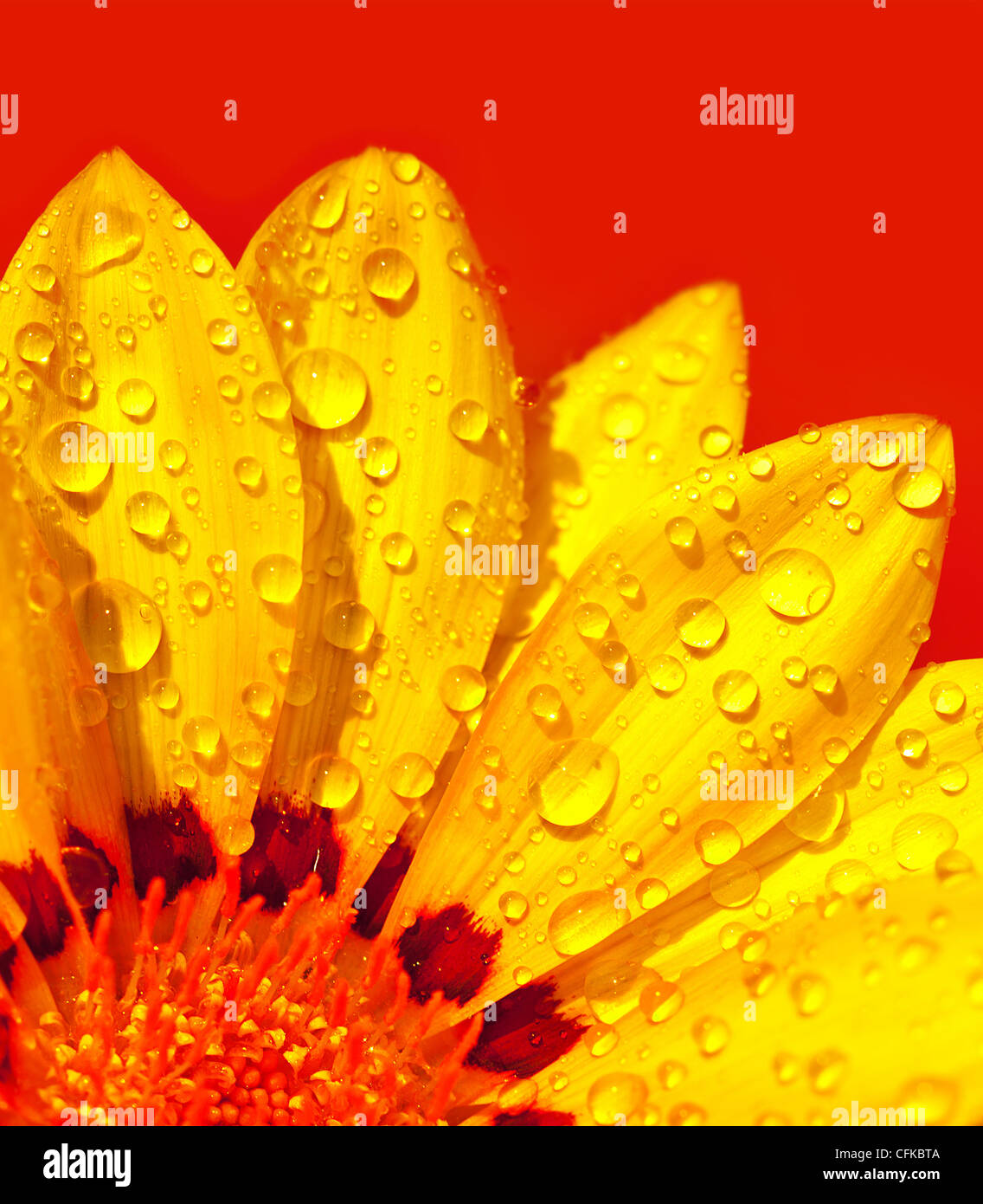 Abstract bel fiore, colorato sfondo floreale , umido giallo petali di frontiera, daisy impianto su rosso , la natura a molla Foto Stock