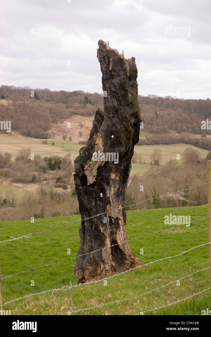 Albero bruciato tronco nella campagna inglese. Foto Stock