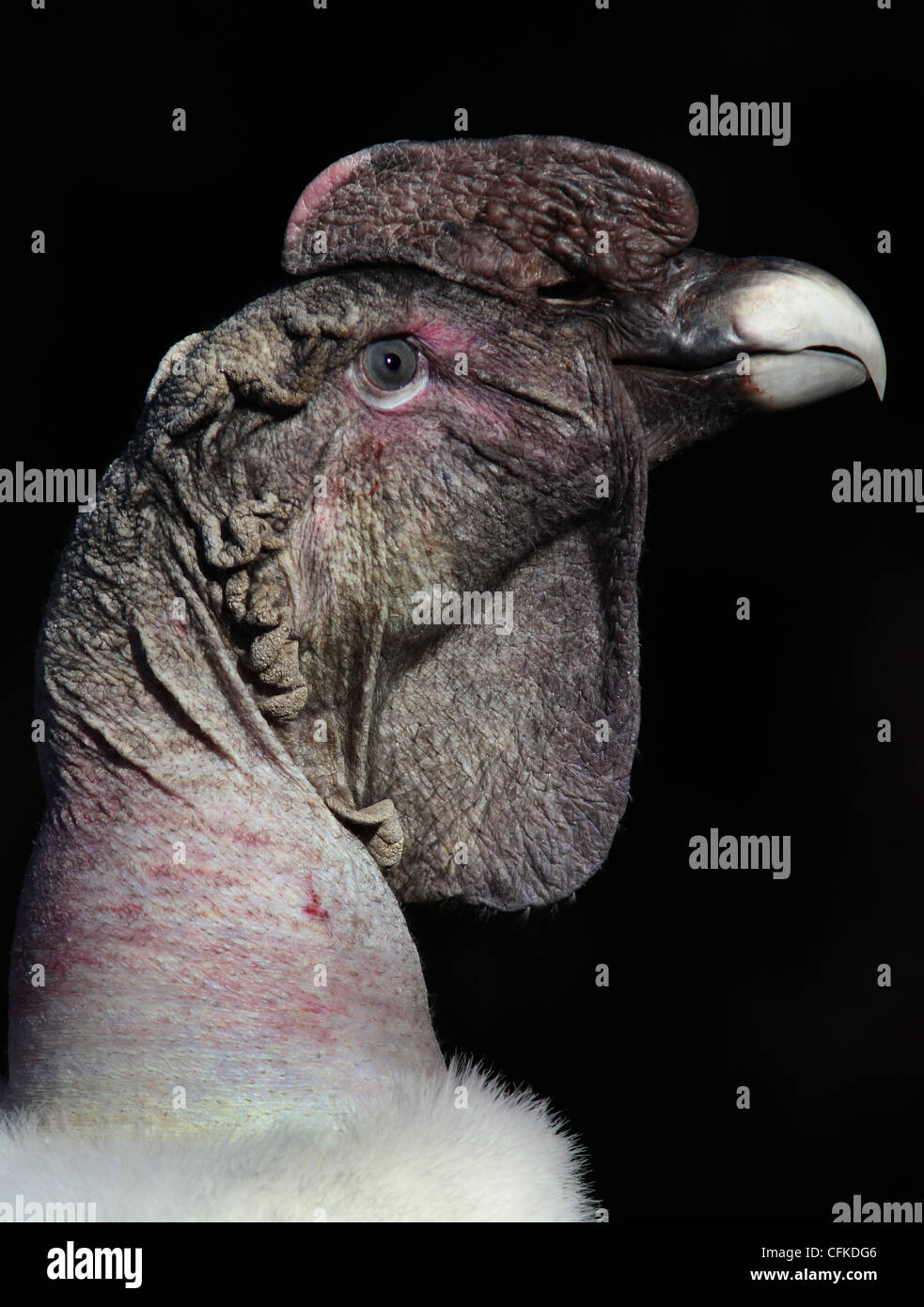 Condor andino di riproduzione in cattività allo Zoo di Cincinnati Foto Stock
