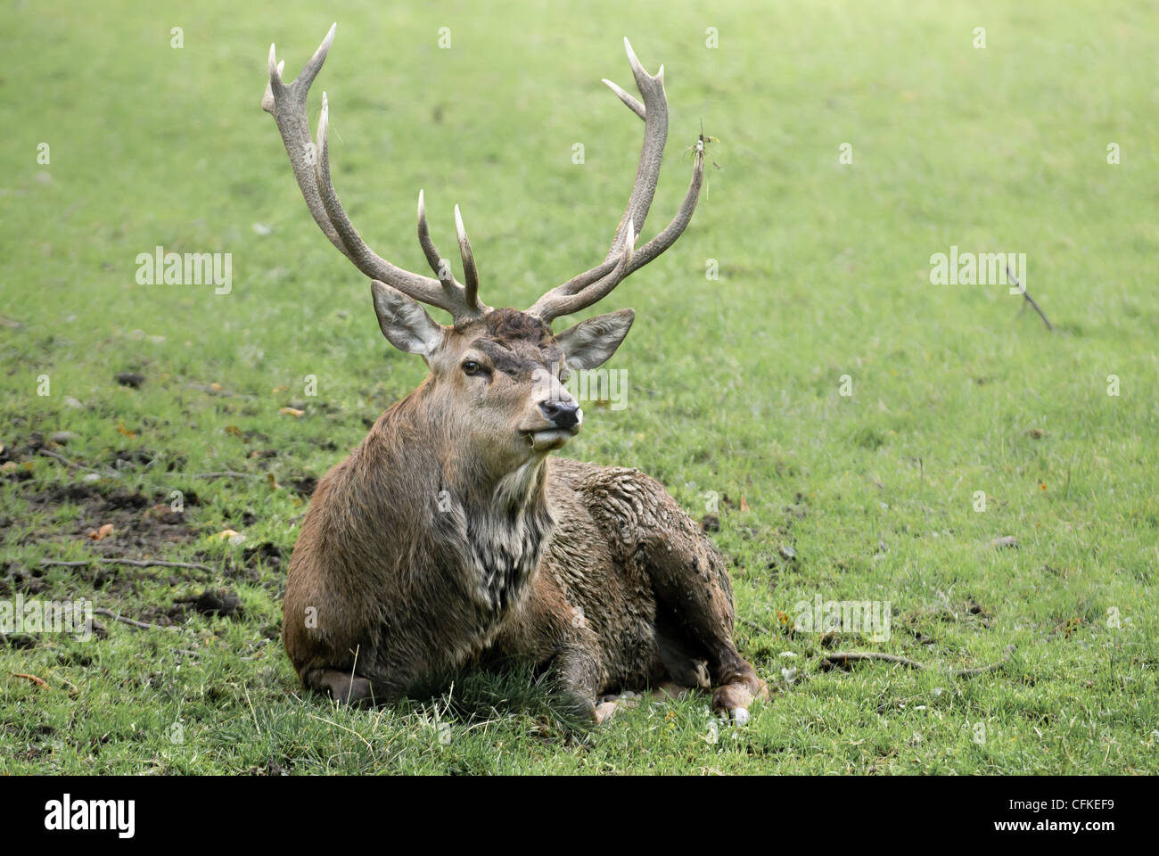 Red Deer (lat. Cervus elaphus) seduto su un verde prato in primavera Foto Stock