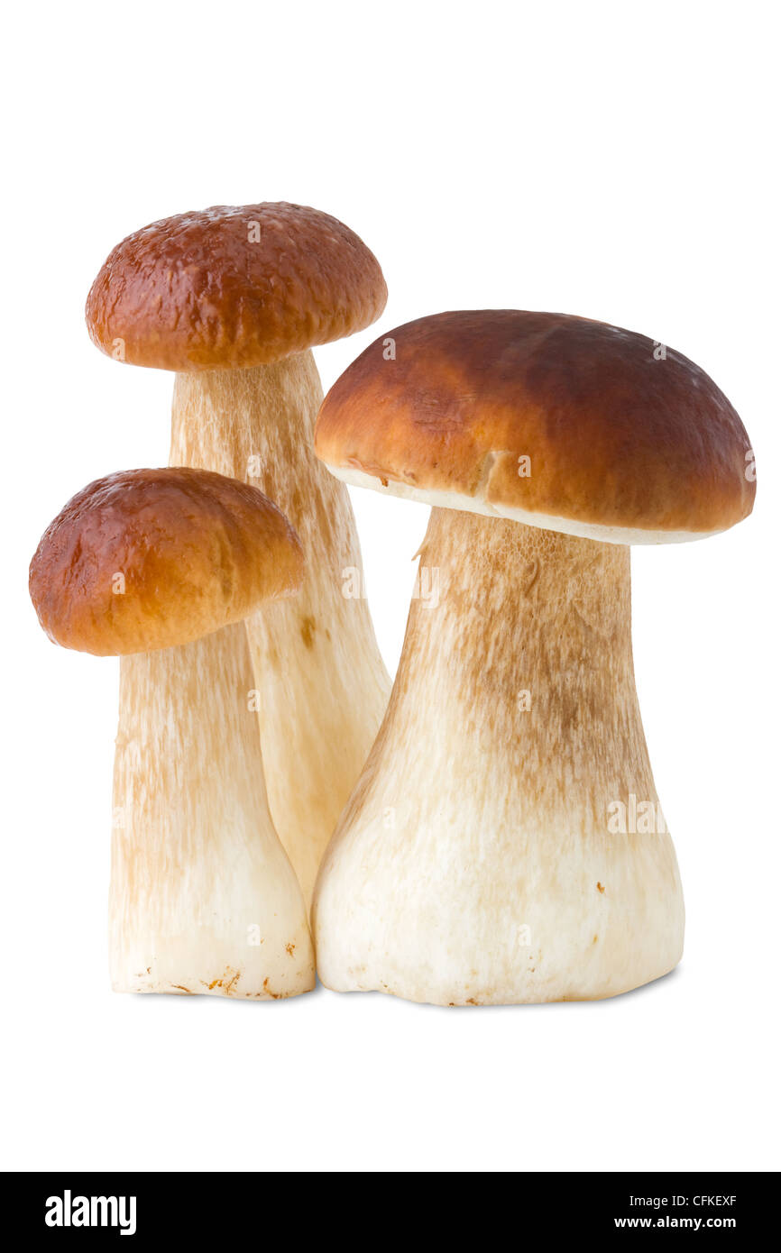 Tre ceps, funghi porcini, Funghi, isolato su bianco Foto Stock