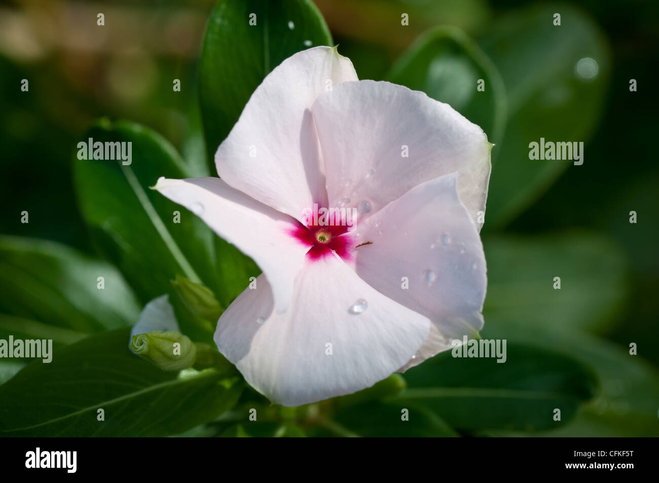 White Catharanthus roseus bloom con fresche goccioline di acqua in Kauai, Hawaii. Foto Stock