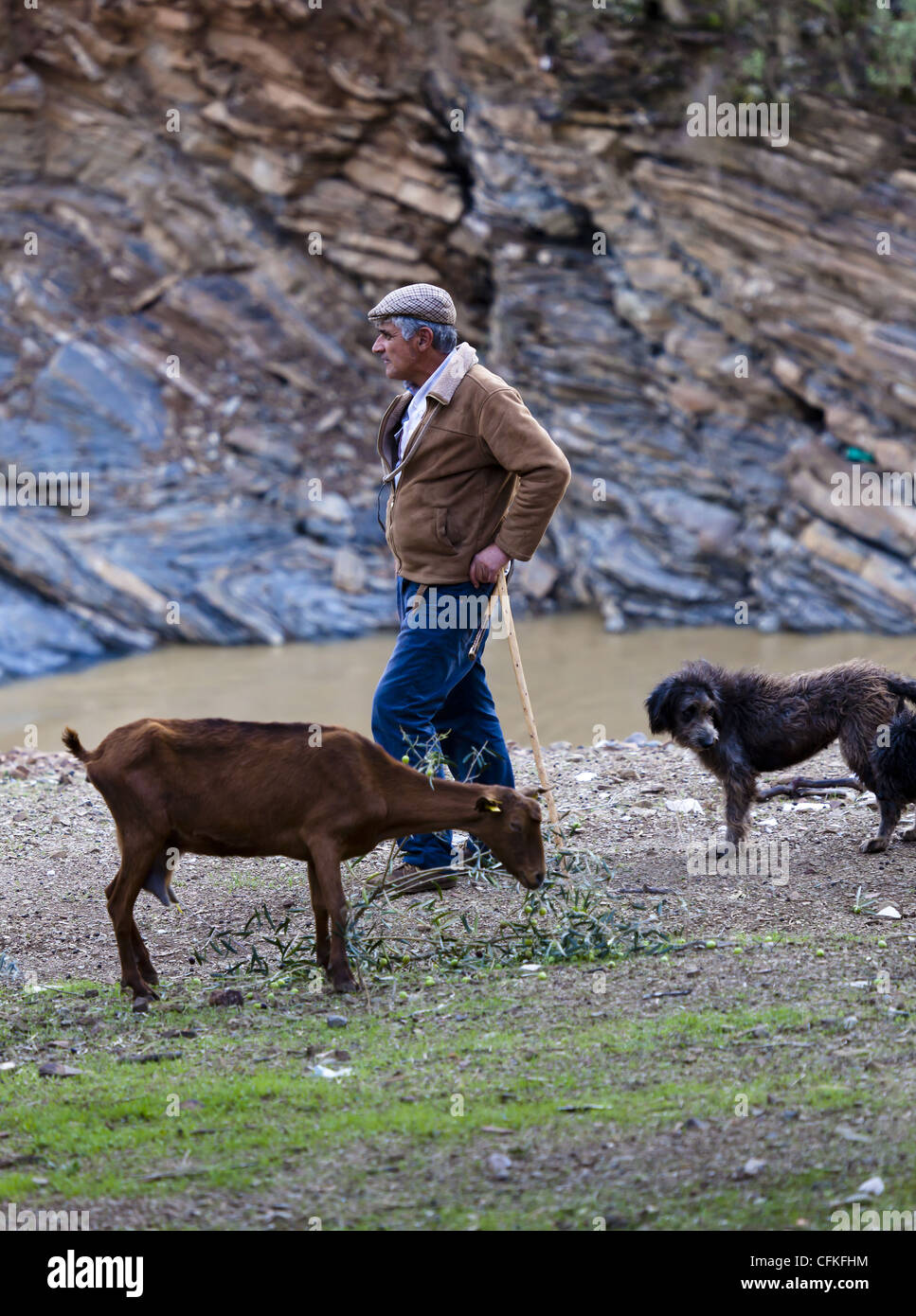 Capra herder tendente al suo allevamento con il suo cane Foto Stock