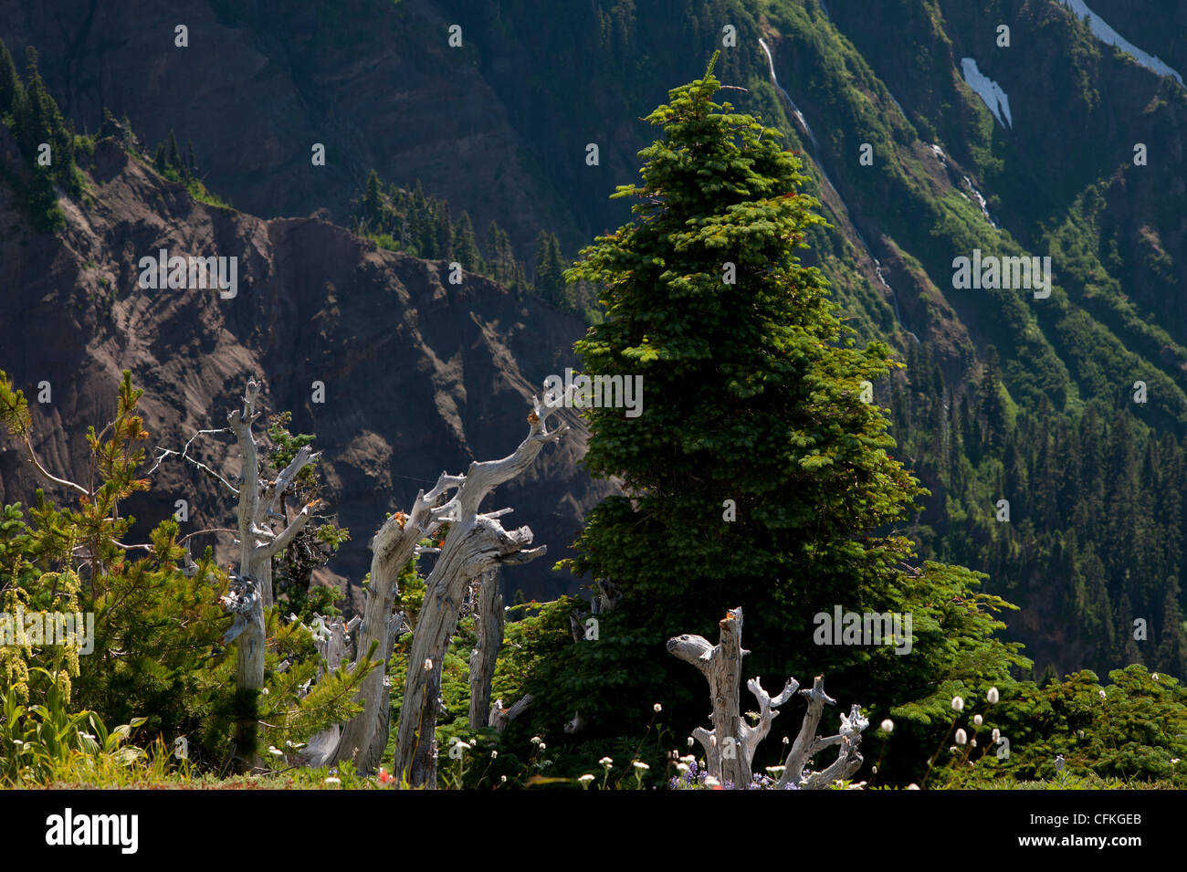 Corteccia bianco pini uccisi da esplosione vulcanica, nuova crescita e fiori di campo su McNeil Ridge escursione, con la cresta Yocum cascate al di là, Monte Cofano, Oregon Foto Stock