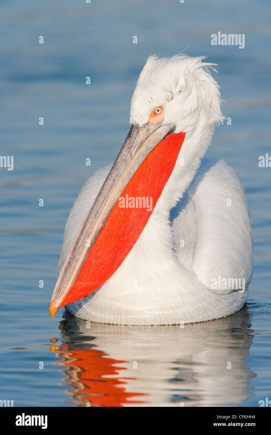 Pellicano dalmata Pelecanus crispus il lago di Kerkini Grecia BI021423 Foto Stock