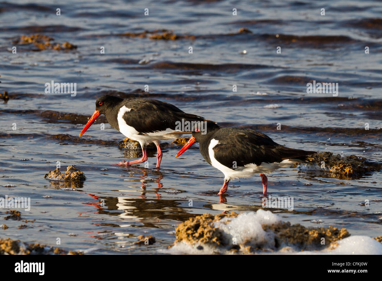 Pied Oystercatcher. haematopus longirostris Foto Stock