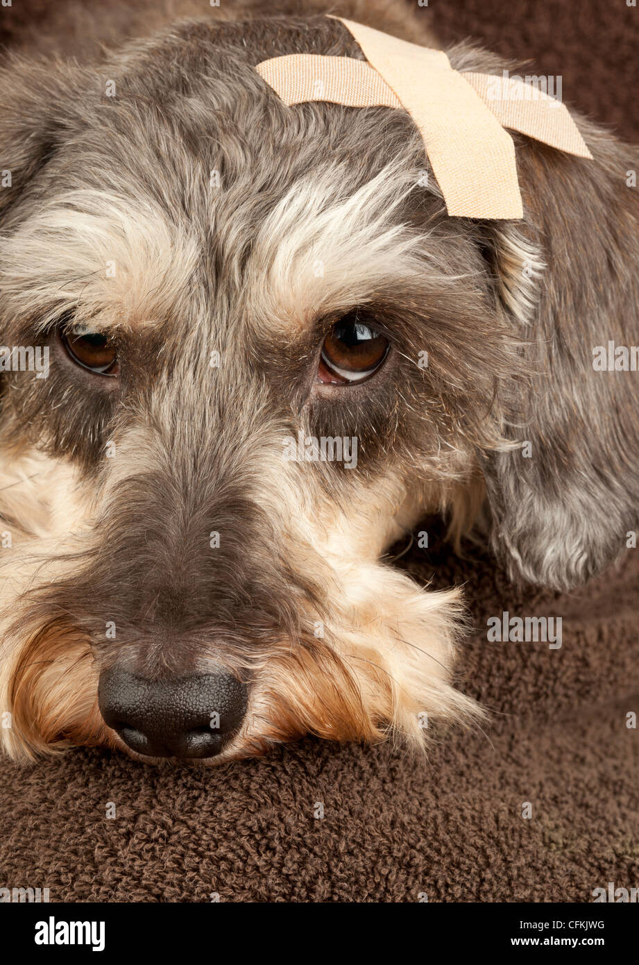 Ritratto di una miniatura Wirehaired Bassotto cane con un cerotto sulla testa Foto Stock