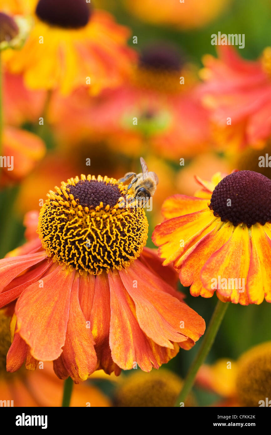 Helenium 'Moerheim bellezza'. Un'ape su Sneezeweed fiori nel giardino. Foto Stock