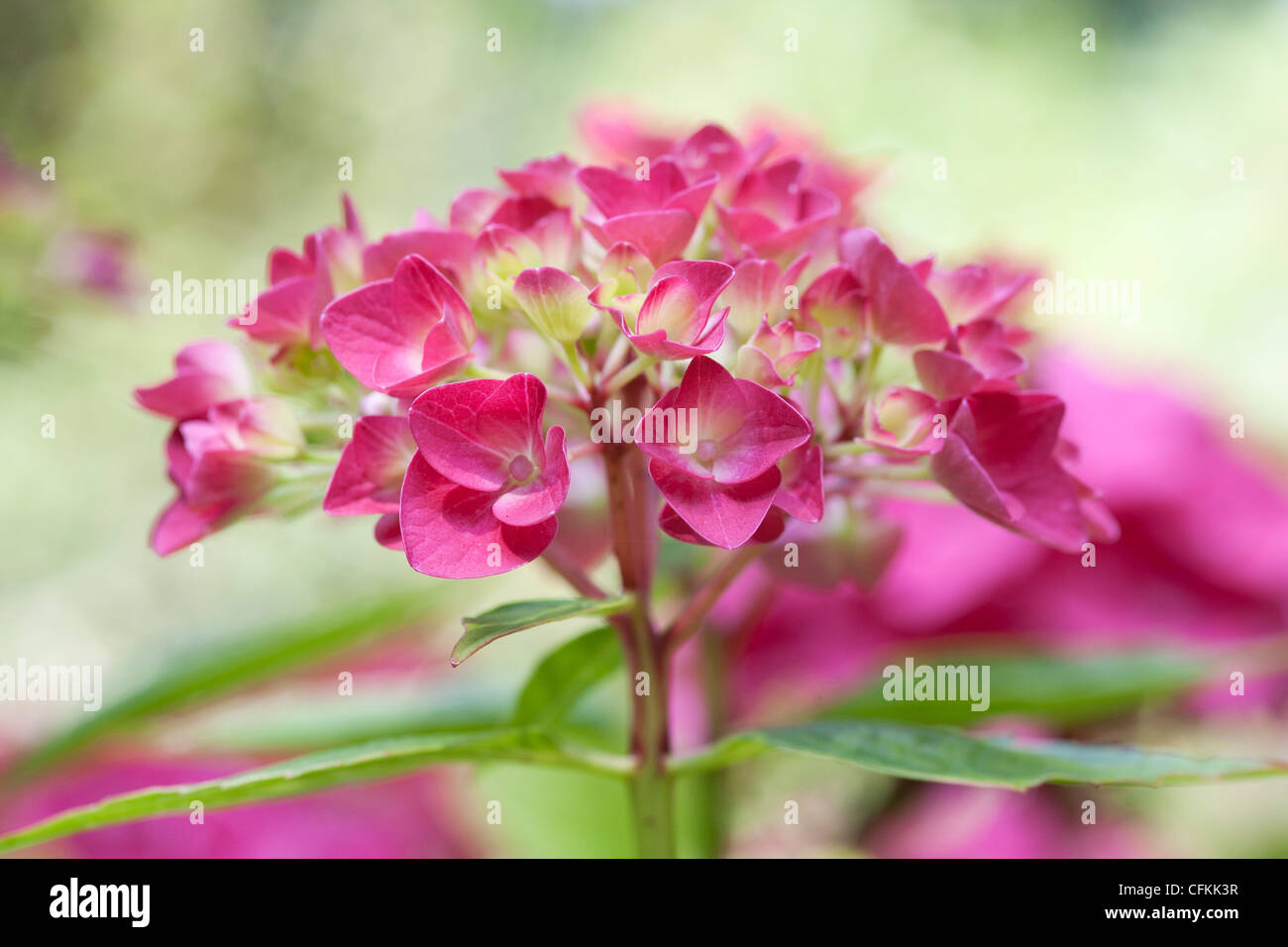 Hydrangea macrophylla 'Vorster Fruhro'. Foto Stock