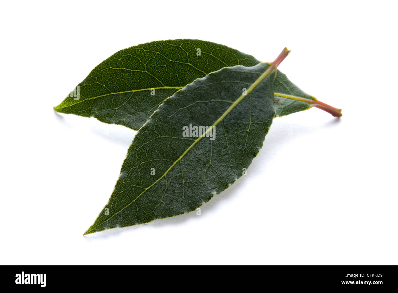 Delizie foglie di alloro isolato su uno sfondo bianco Foto Stock