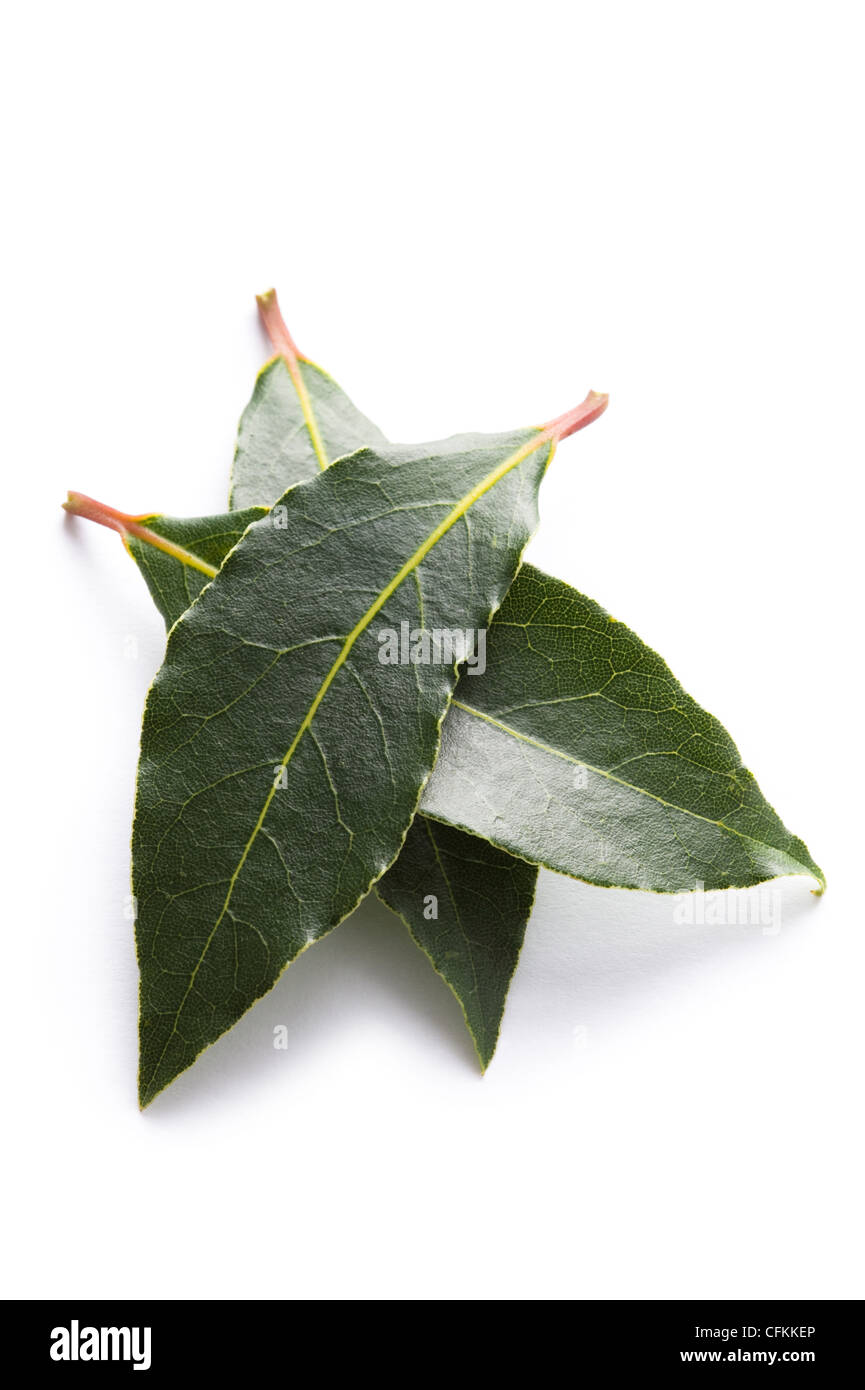 Delizie foglie di alloro isolato su uno sfondo bianco Foto Stock
