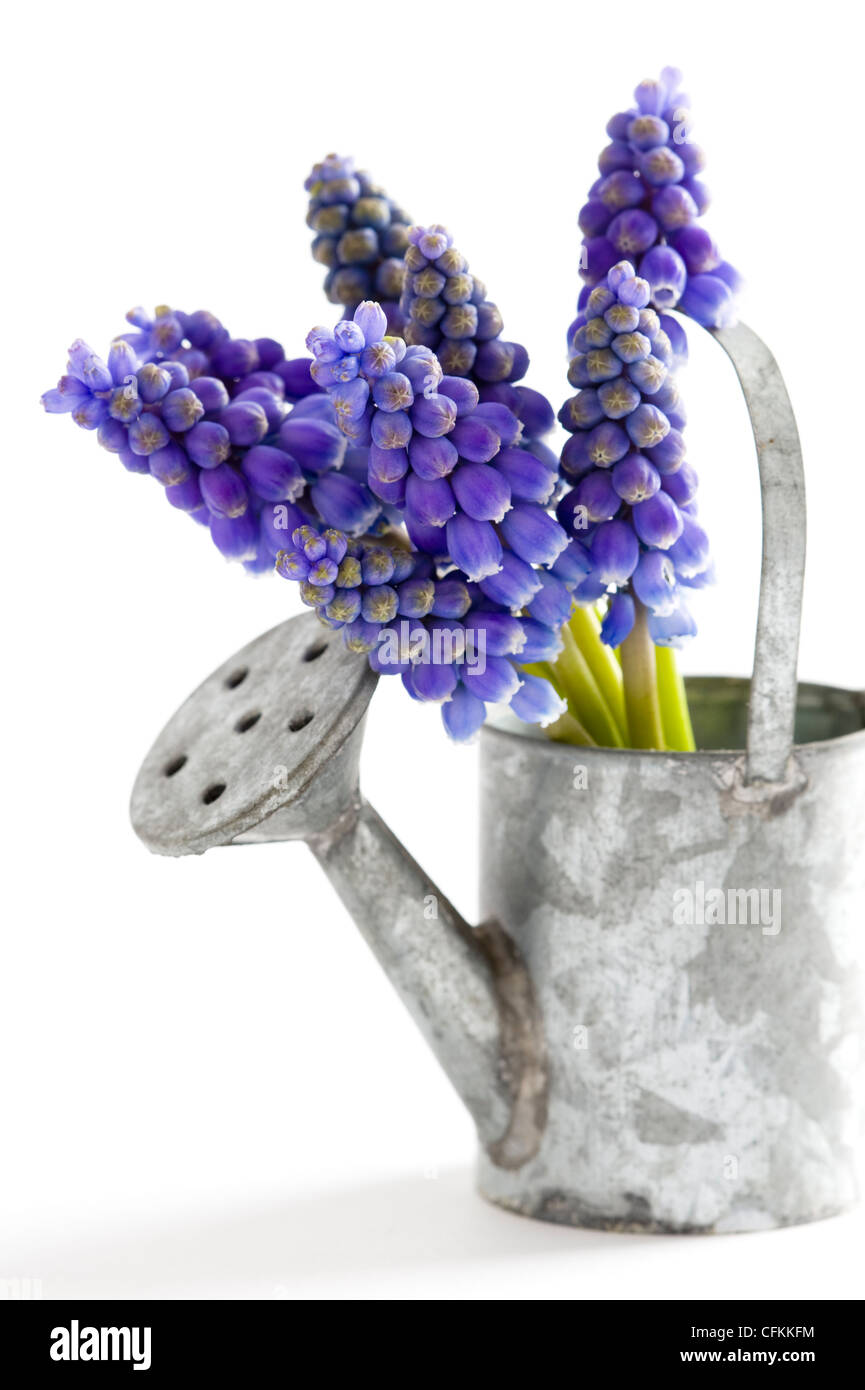 Muscari o uva giacinto isolato su uno sfondo bianco Foto Stock