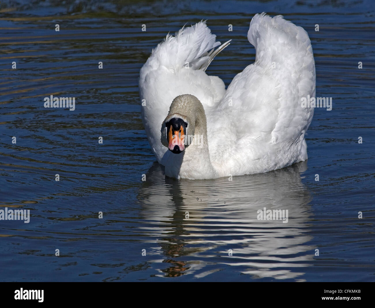 Cigno (Cygnus olor), Regno Unito Foto Stock