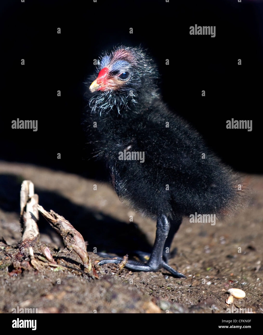 Comune pulcino Moorhen (gallinula chloropus) Foto Stock