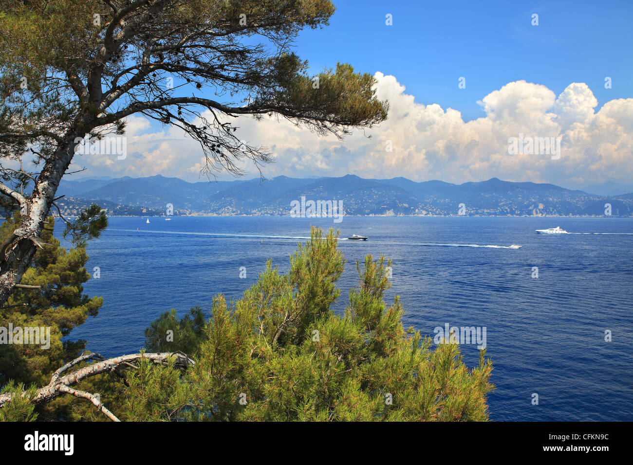 Vista sul mare Mediterraneo e la costa ligure attraverso gli alberi a Portofino, Italia settentrionale. Foto Stock