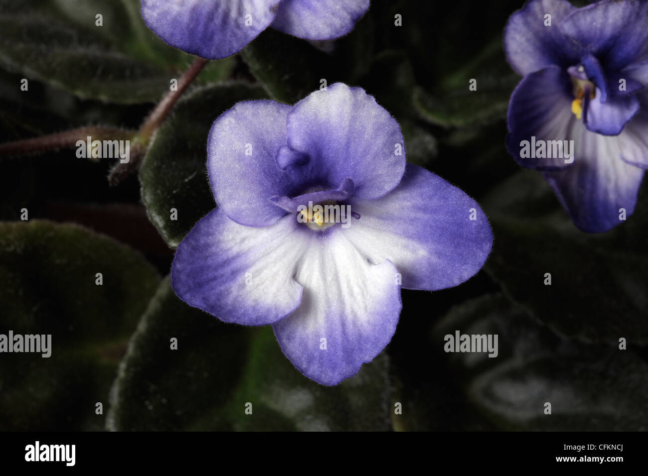 Blu e bianco variegato African Violet Foto Stock