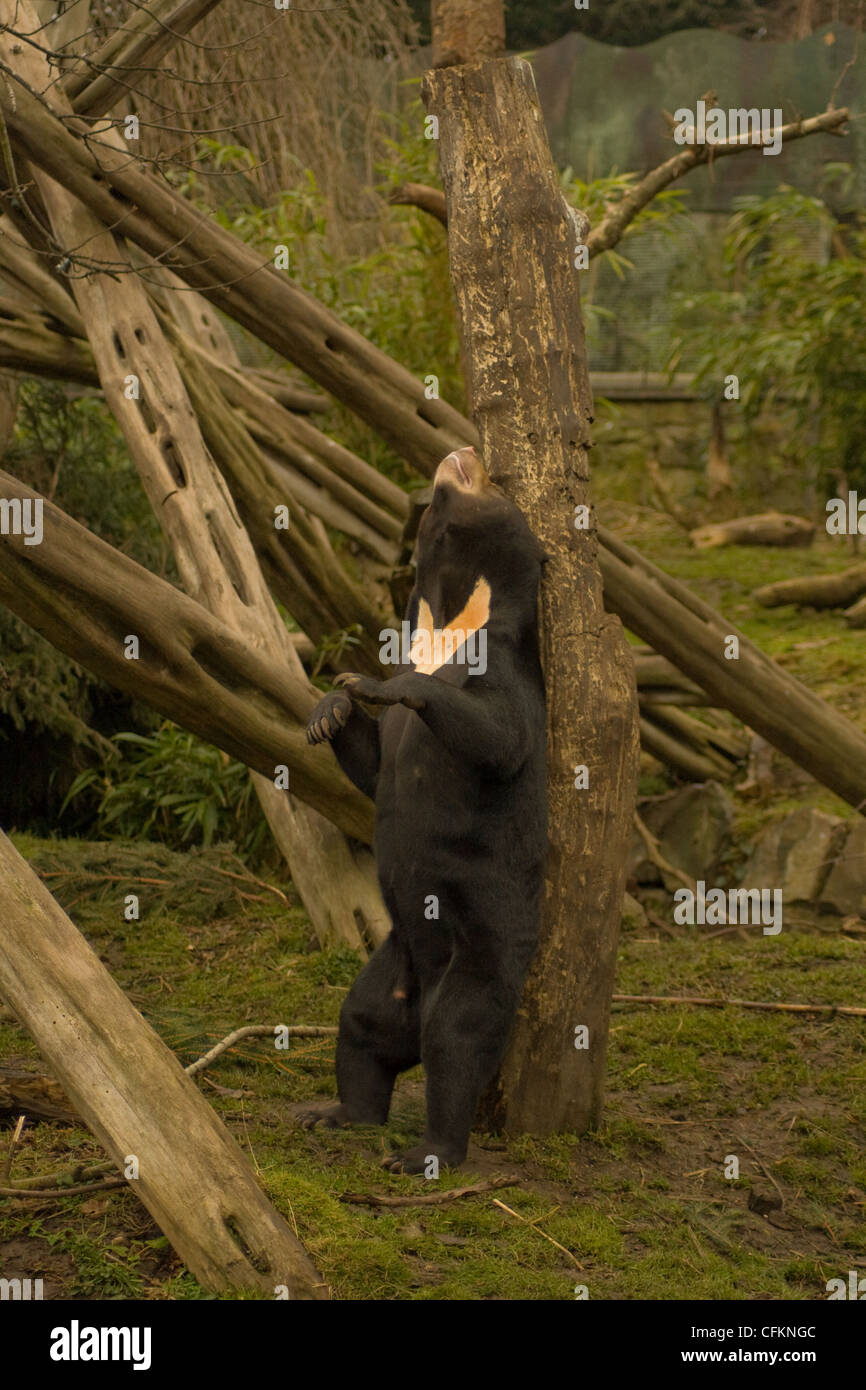 Orso bruno in Edinburgh Zoo Foto Stock