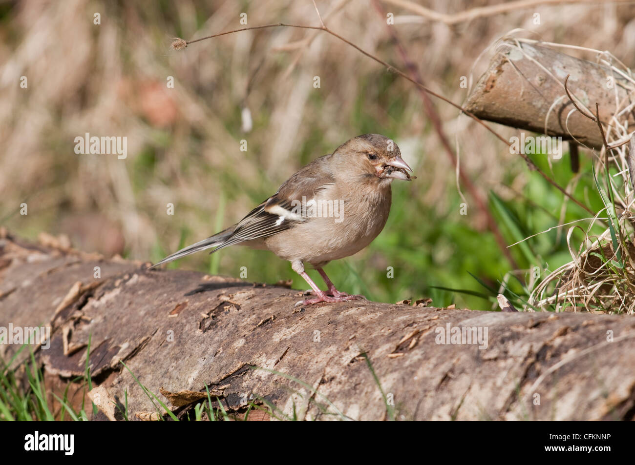 Femmina, fringuello Fringilla coelebs, mostrando segni di Trichomonosis, una malattia dei volatili comune nel giardino degli uccelli Foto Stock