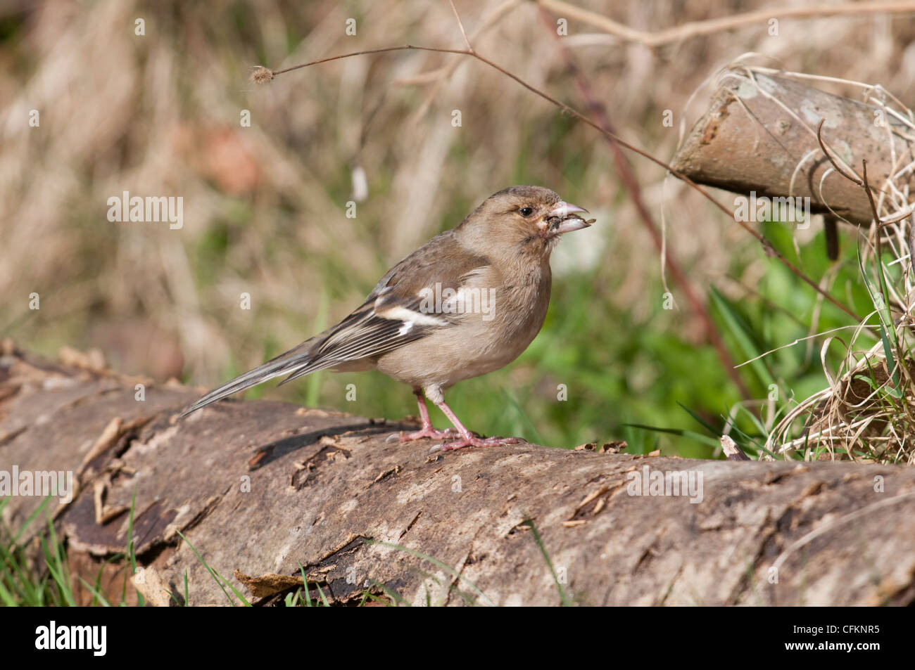 Femmina, fringuello Fringilla coelebs, mostrando segni di Trichomonosis, una malattia dei volatili comune nel giardino degli uccelli Foto Stock