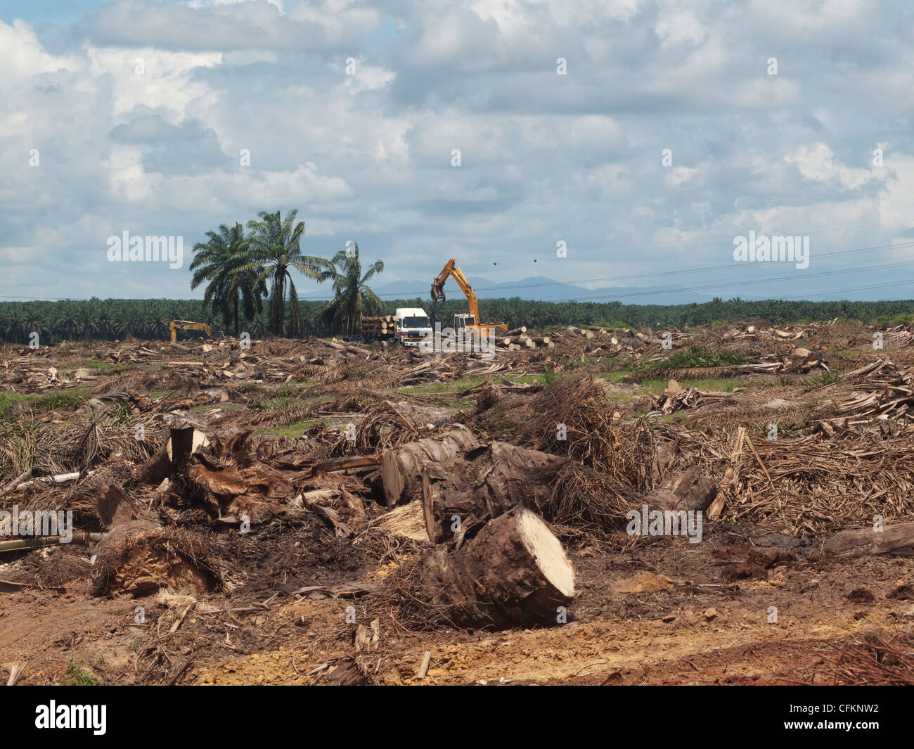 Olio di palma piantagione di alberi paesaggio Foto Stock
