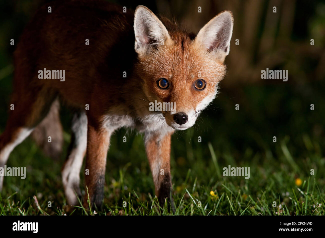 Red Fox, Vulpes vulpes, fissando attentamente al visore notturno che mostra eccellente dettaglio. Sussex Garden, Regno Unito Foto Stock