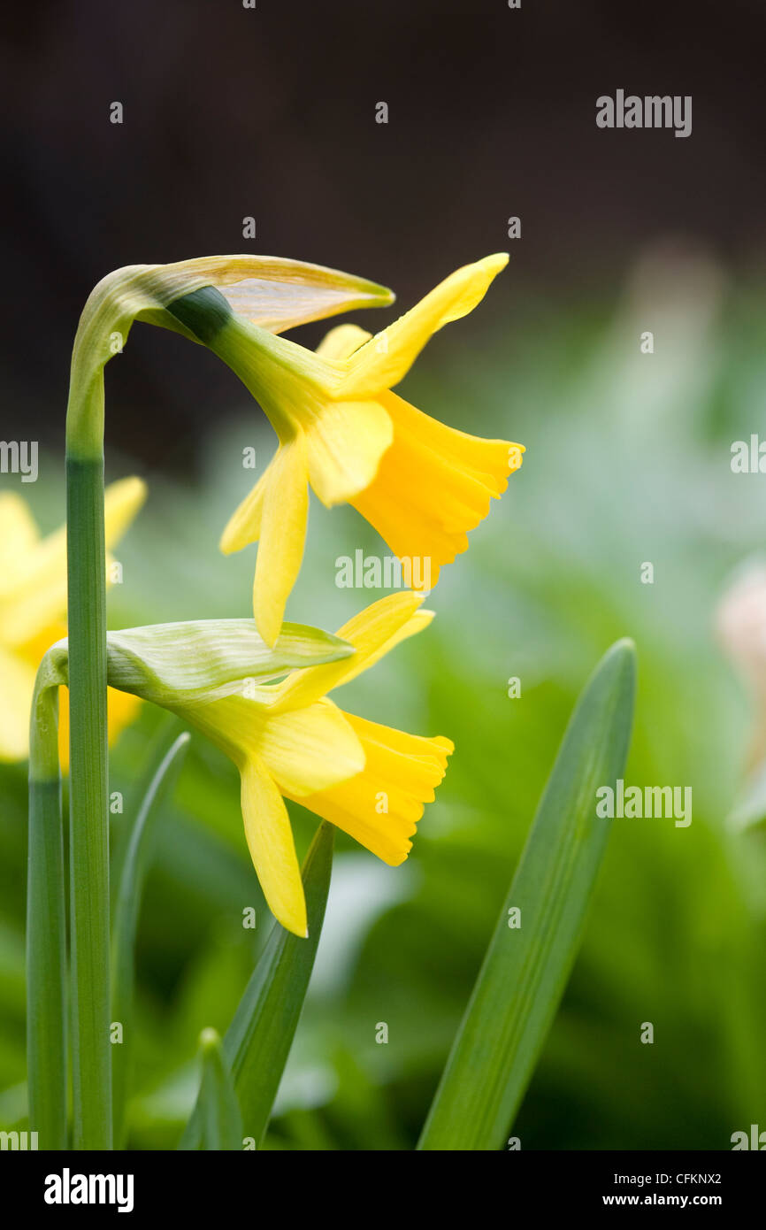 Narcissus 'tete a tete'. Dwarf Giunchiglie in giardino. Foto Stock