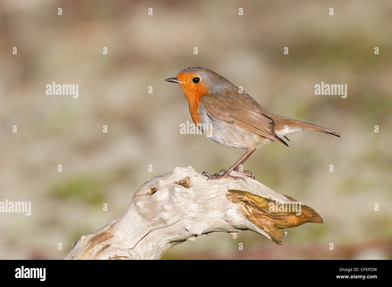 Robin arroccato su legno morto, close up che mostra eccellente dettaglio, Dungeness, Kent, Regno Unito Foto Stock